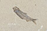 Fossil Fish (Diplomystus) With Three Knightia - Wyoming #163522-1